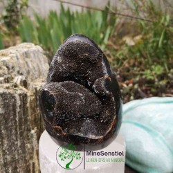 Forme septaria sauvage