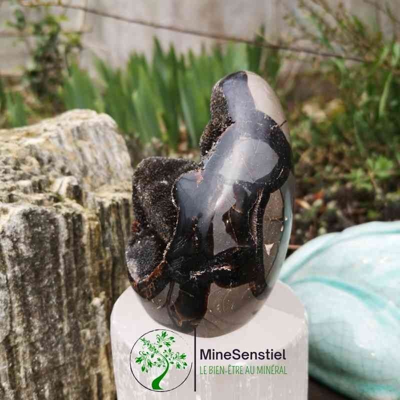 Forme septaria sauvage