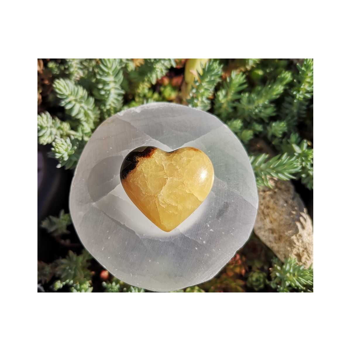 Coeur septaria 1