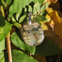 pendentif labradorite multicolore striée