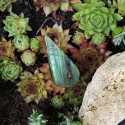 pendentif labradorite