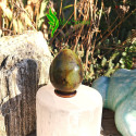 Oeuf opale verte