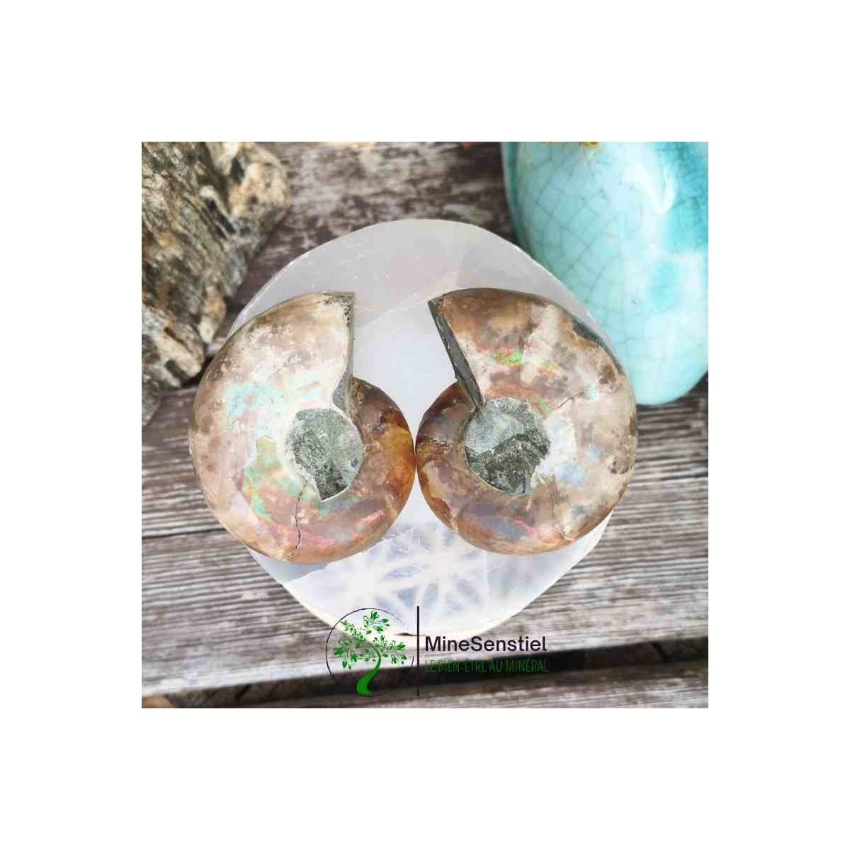 Ammonite opalisée