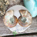 Ammonite opalisée