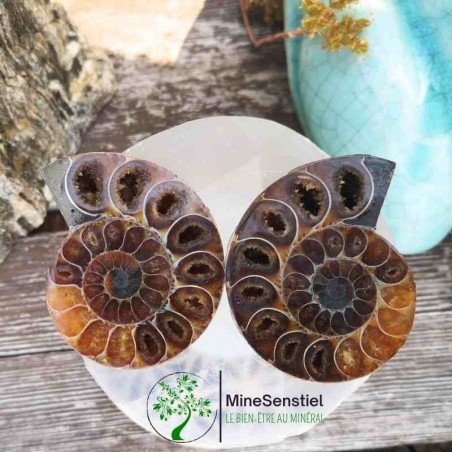 Ammonite
