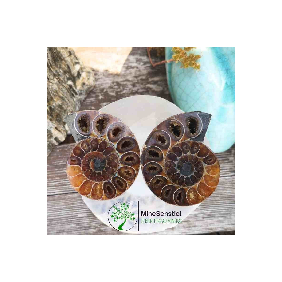 Ammonite
