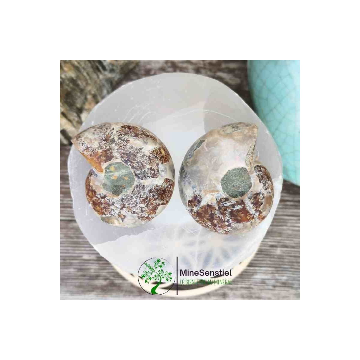 Ammonite  opalisée