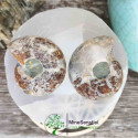 Ammonite  opalisée
