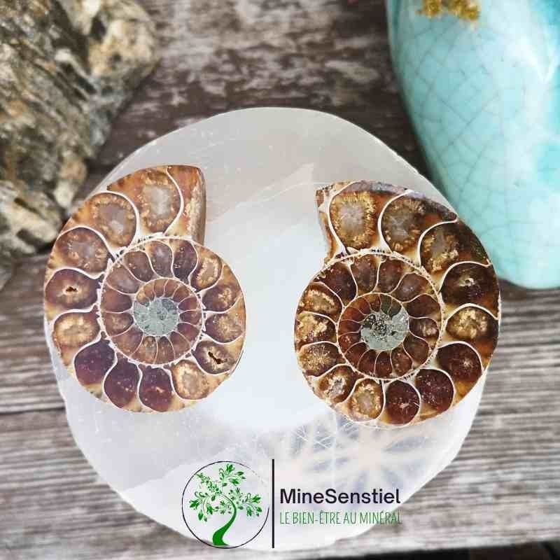 Ammonite