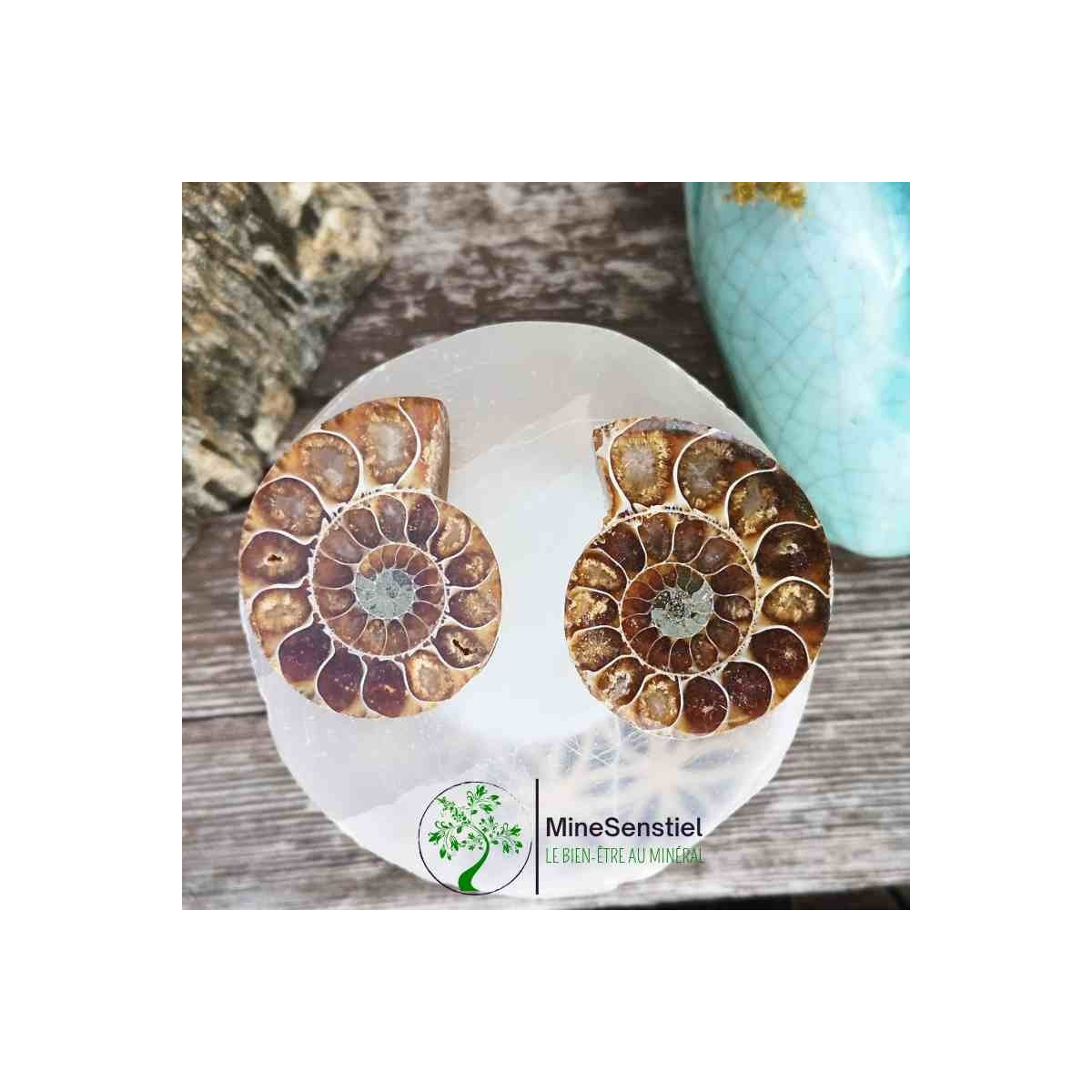 Ammonite