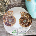 Ammonite