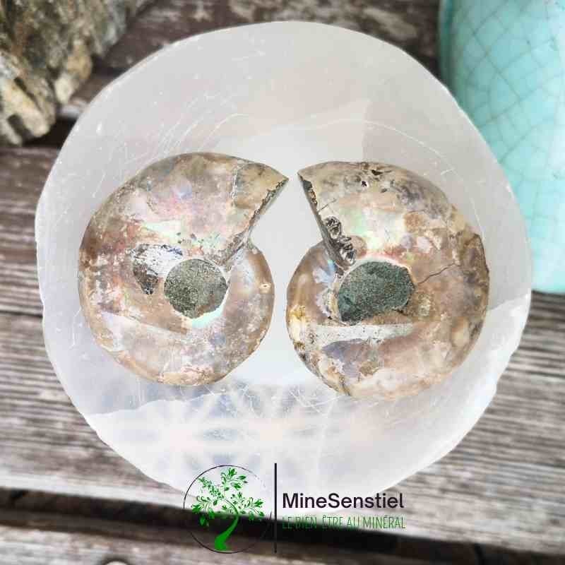 Ammonite opalisée