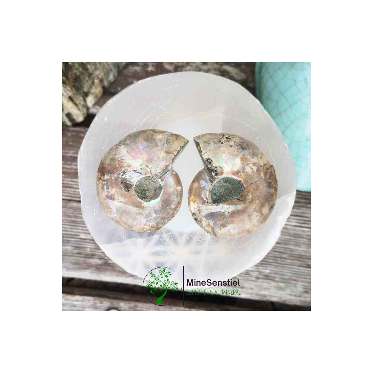 Ammonite opalisée