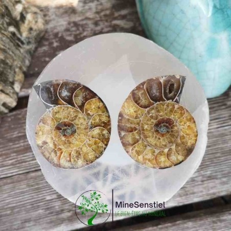 Ammonite