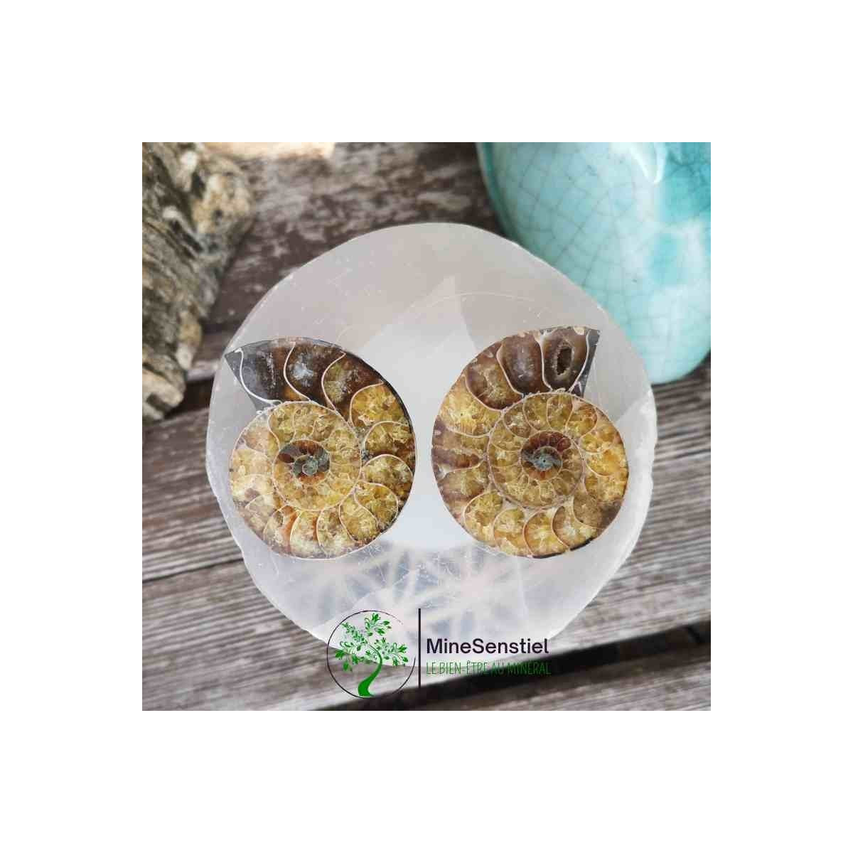 Ammonite