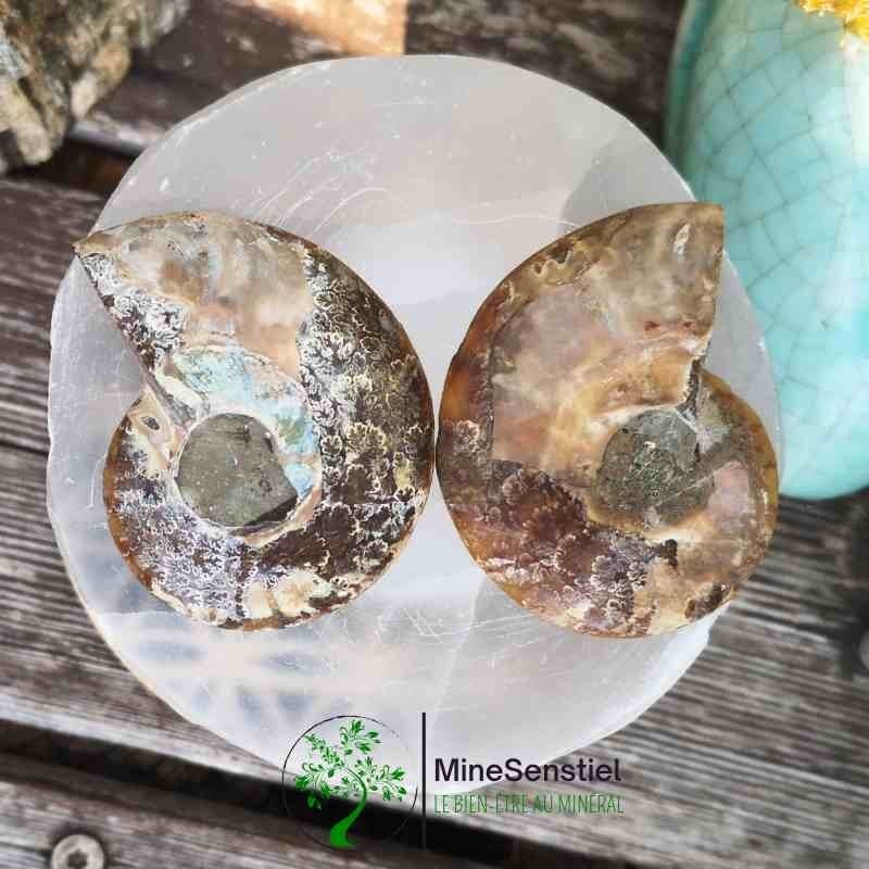 Ammonite opalisée