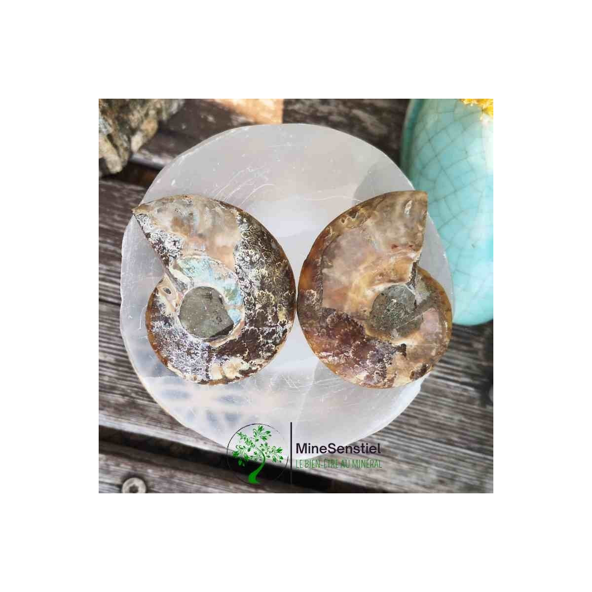 Ammonite opalisée