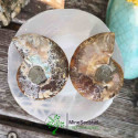 Ammonite opalisée