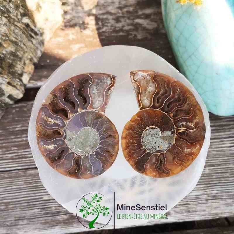 Ammonite