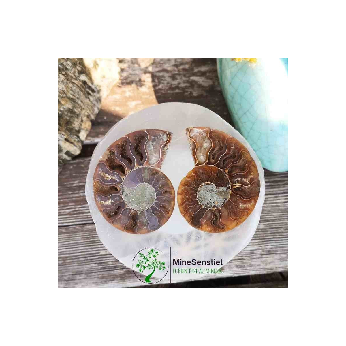 Ammonite