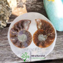 Ammonite