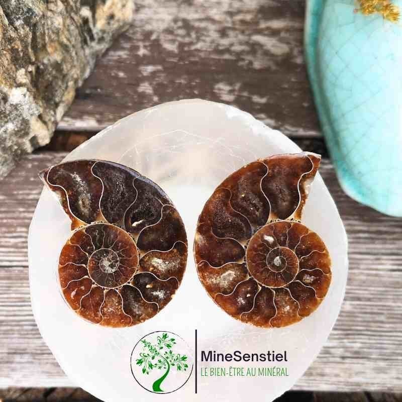 Ammonite
