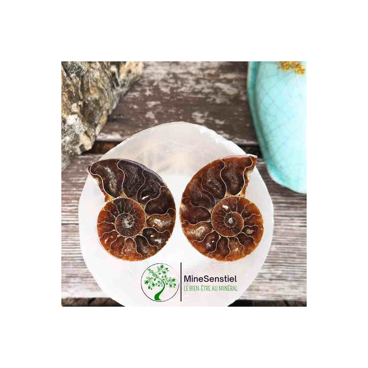 Ammonite