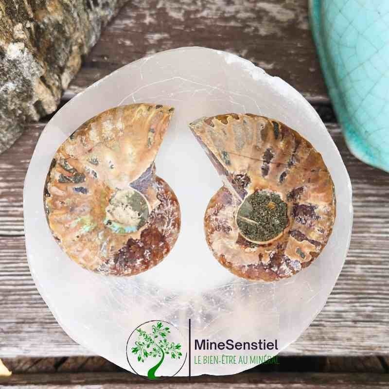Ammonite opalisée