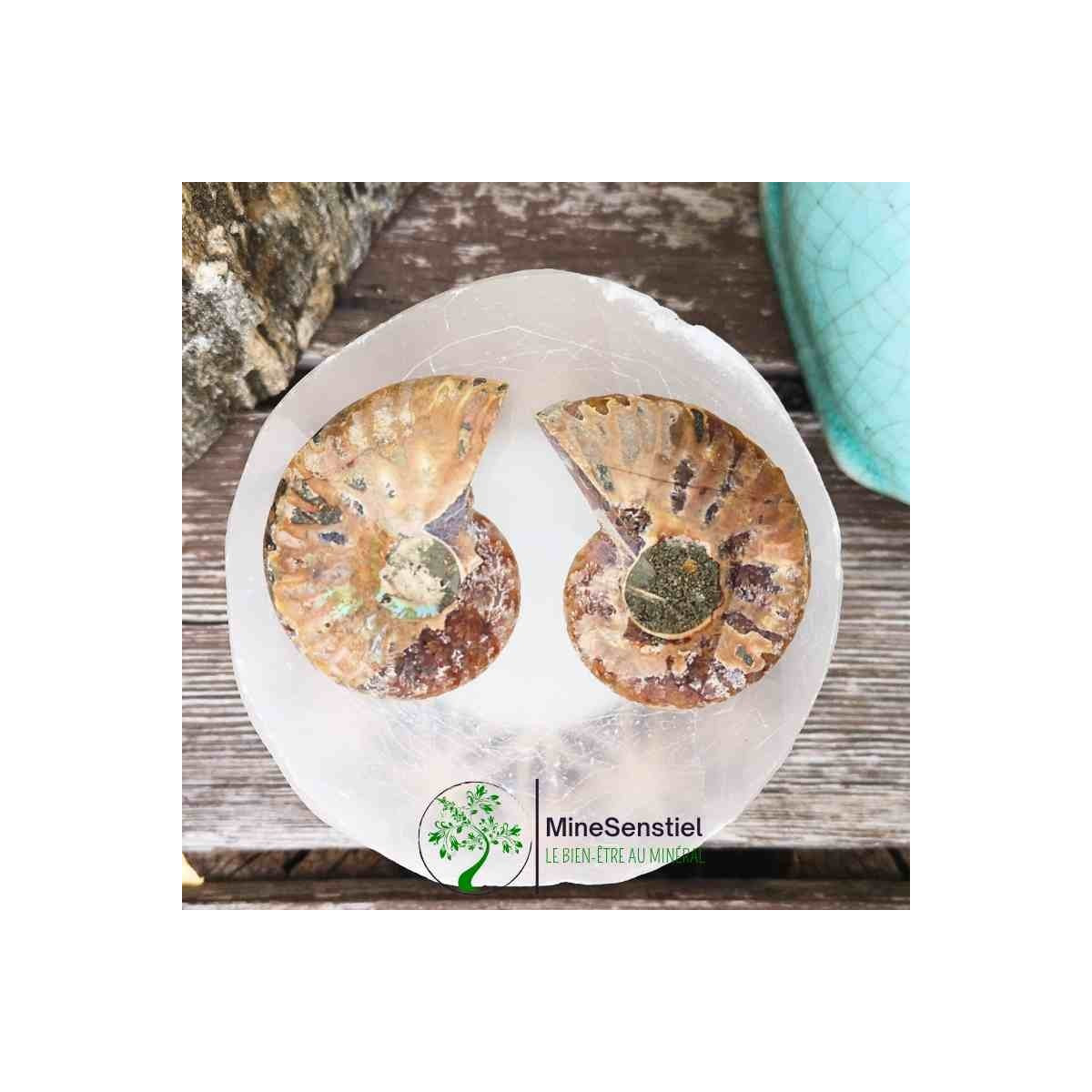 Ammonite opalisée