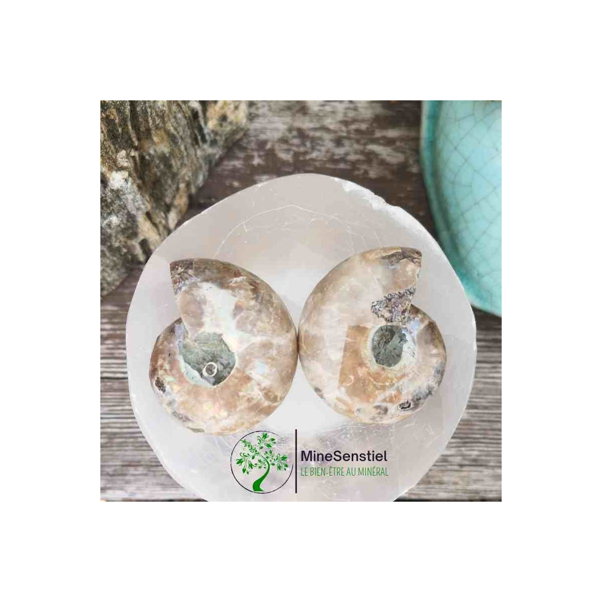Ammonite opalisée