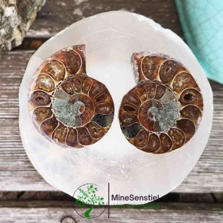 Ammonite