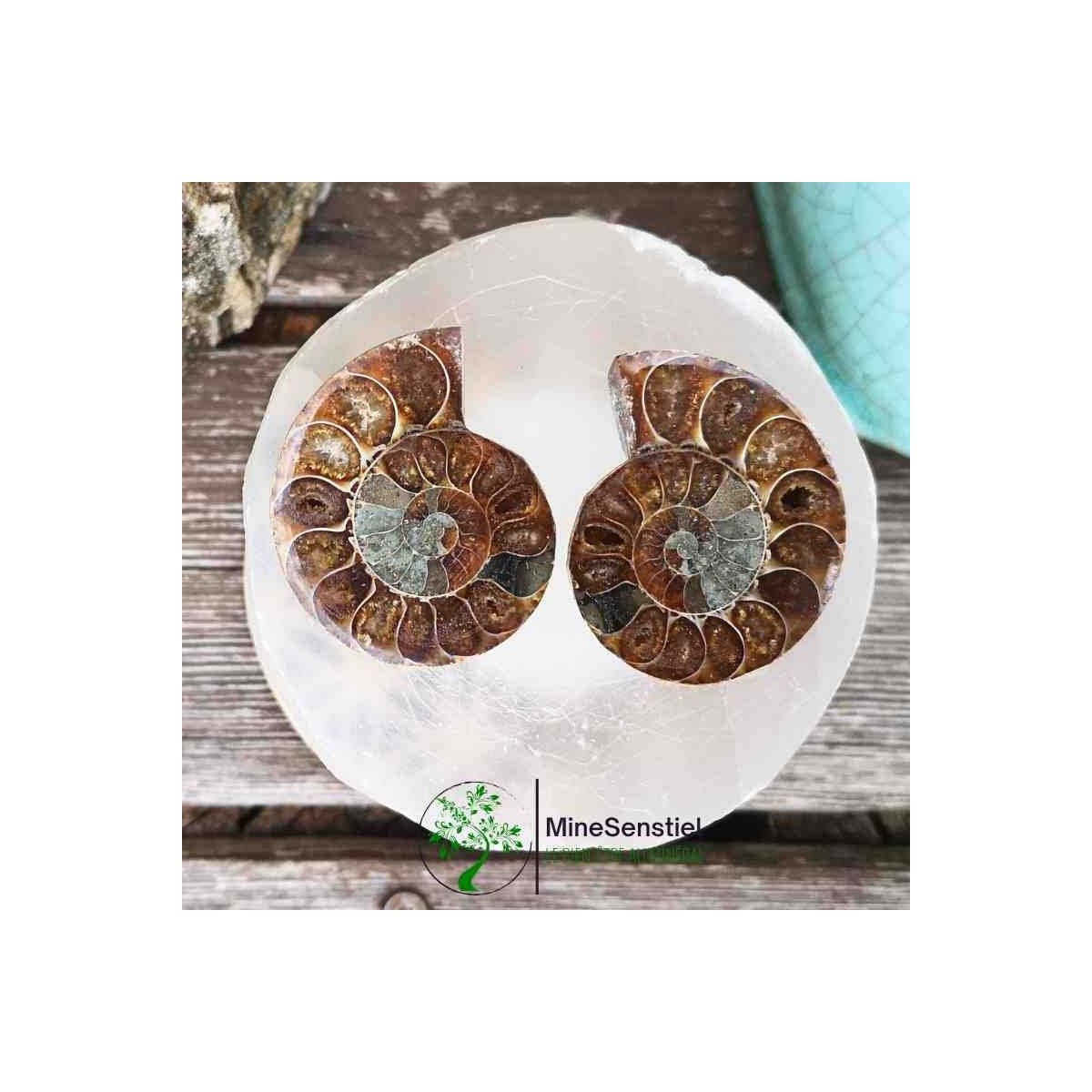 Ammonite
