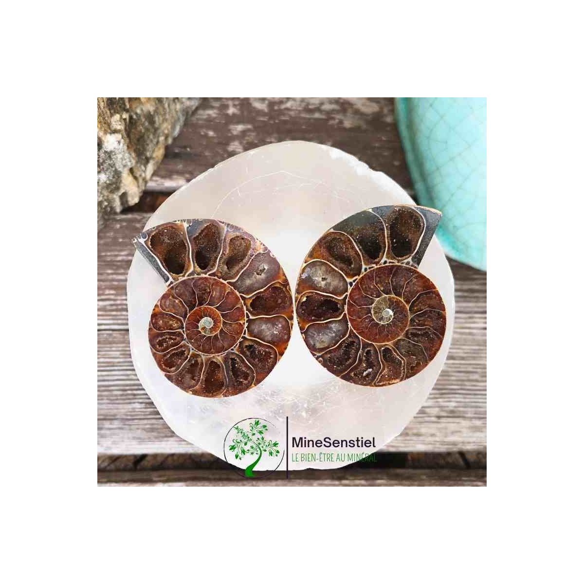 Ammonite