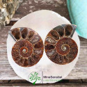 Ammonite