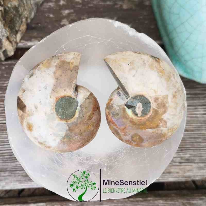 Ammonite opalisée