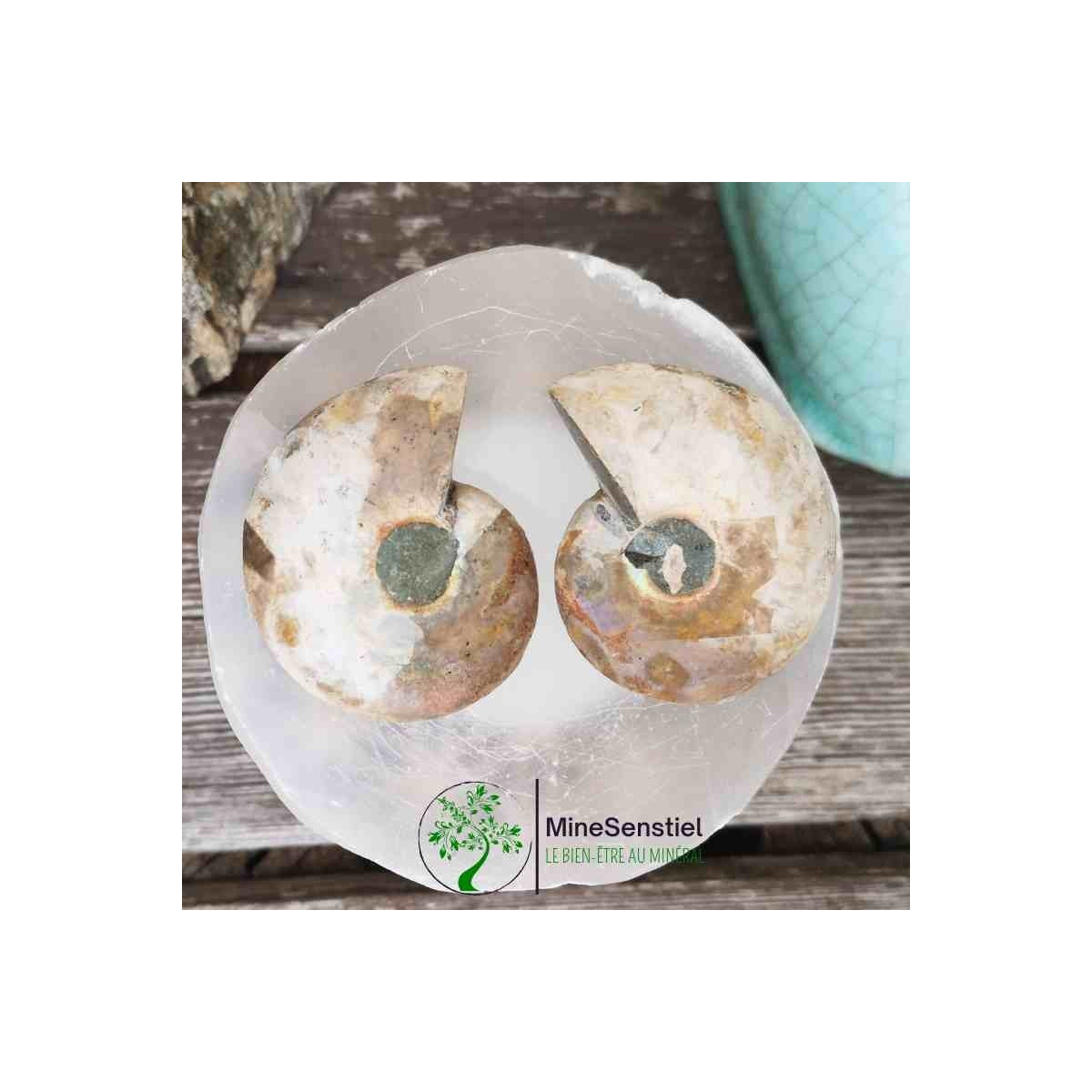 Ammonite opalisée